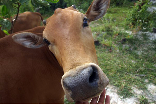 Cow